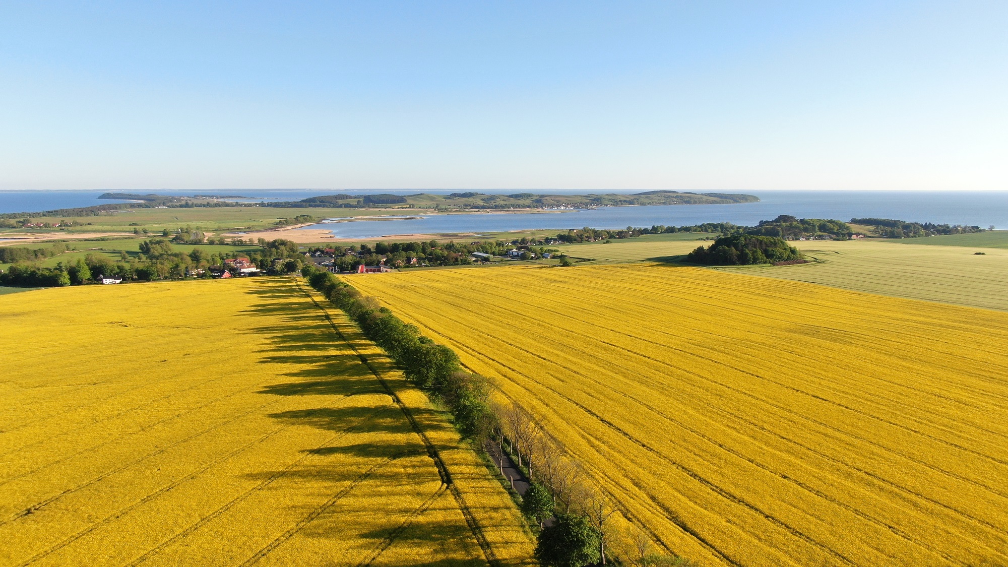 Allee durch Rapsfeld auf Mönchgut Rügen